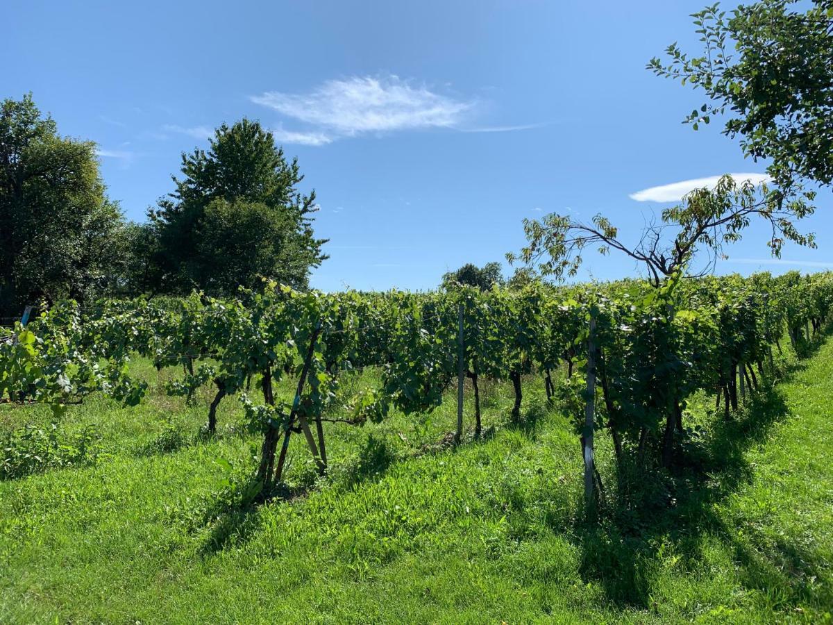 Urlaub Im Weingarten Winten  Eksteriør bilde